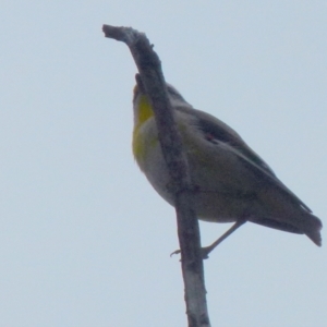 Pardalotus striatus at Boro, NSW - suppressed