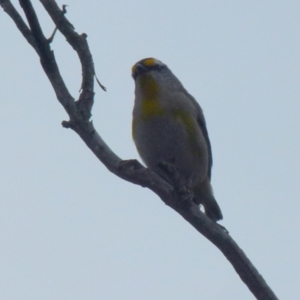 Pardalotus striatus at Boro, NSW - suppressed