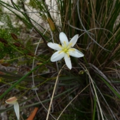 Thelionema caespitosum (Tufted Blue Lily) at Boro, NSW - 29 Sep 2021 by Paul4K