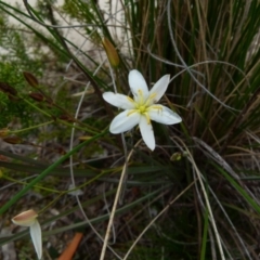 Thelionema umbellatum (Clustered Lily) at Boro, NSW - 28 Sep 2021 by Paul4K