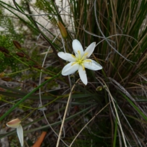 Thelionema caespitosum at Boro, NSW - suppressed