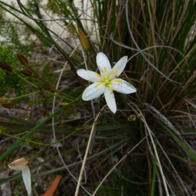 Thelionema umbellatum (Clustered Lily) at Boro, NSW - 28 Sep 2021 by Paul4K