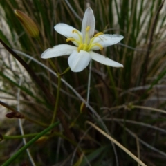 Thelionema caespitosum at Boro, NSW - suppressed