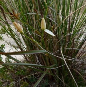 Thelionema caespitosum at Boro, NSW - suppressed