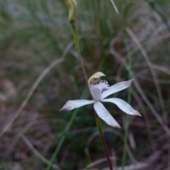 Caladenia ustulata (Brown Caps) at Boro - 29 Sep 2021 by Paul4K