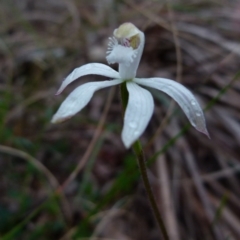 Caladenia ustulata at Boro, NSW - suppressed