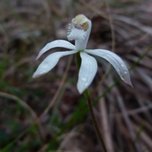 Caladenia ustulata at Boro, NSW - 29 Sep 2021