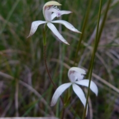 Caladenia ustulata at Boro, NSW - suppressed