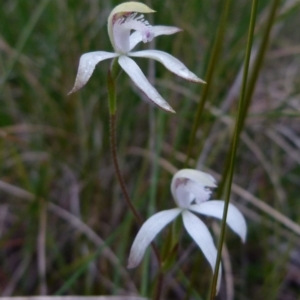 Caladenia ustulata at Boro, NSW - suppressed