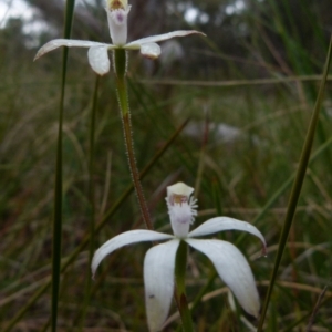 Caladenia ustulata at Boro, NSW - suppressed