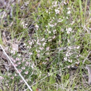 Cryptandra amara at Bruce, ACT - 27 Sep 2021 12:09 PM