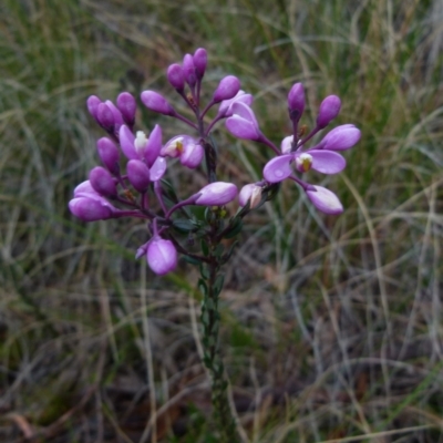 Comesperma ericinum (Heath Milkwort) at Boro, NSW - 29 Sep 2021 by Paul4K