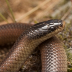 Parasuta dwyeri (Dwyer's Black-headed Snake) at Forde, ACT - 29 Sep 2021 by BrianHerps