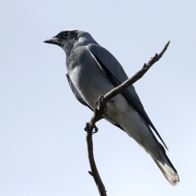 Coracina novaehollandiae (Black-faced Cuckooshrike) at Majura, ACT - 28 Sep 2021 by jb2602