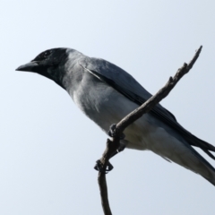 Coracina novaehollandiae at Majura, ACT - 28 Sep 2021