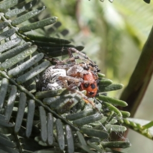 Backobourkia sp. (genus) at Bruce, ACT - 27 Sep 2021