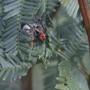 Backobourkia sp. (genus) at Bruce, ACT - 27 Sep 2021