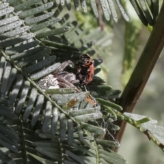 Backobourkia sp. (genus) at Bruce, ACT - 27 Sep 2021