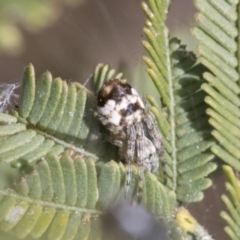 Backobourkia sp. (genus) at Bruce, ACT - 27 Sep 2021
