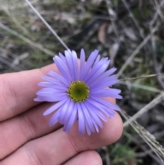 Brachyscome spathulata (Coarse Daisy, Spoon-leaved Daisy) at Acton, ACT - 26 Sep 2021 by Tapirlord