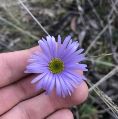 Brachyscome spathulata (Coarse Daisy, Spoon-leaved Daisy) at Black Mountain - 26 Sep 2021 by Tapirlord