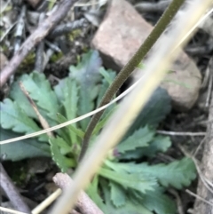 Brachyscome spathulata at Acton, ACT - 26 Sep 2021