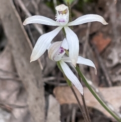 Caladenia ustulata (Brown Caps) at Bruce, ACT - 29 Sep 2021 by Wen