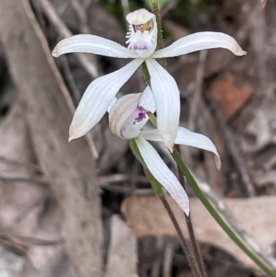 Caladenia ustulata (Brown Caps) at Gossan Hill - 28 Sep 2021 by Wen