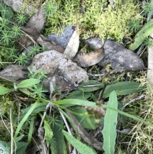 Chiloglottis trapeziformis at Acton, ACT - 26 Sep 2021