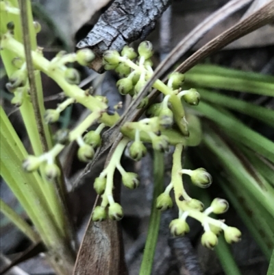 Lomandra filiformis subsp. filiformis (Wattle Matrush) at ANBG South Annex - 26 Sep 2021 by Tapirlord