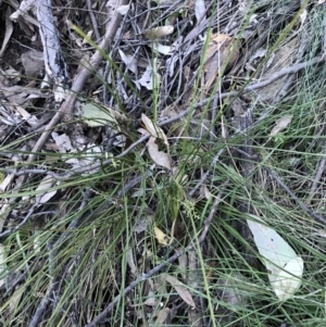 Lomandra filiformis subsp. filiformis at Acton, ACT - 26 Sep 2021