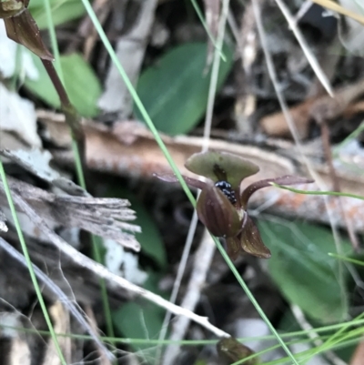 Chiloglottis trapeziformis (Diamond Ant Orchid) at Acton, ACT - 26 Sep 2021 by Tapirlord