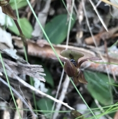 Chiloglottis trapeziformis (Diamond Ant Orchid) at ANBG South Annex - 26 Sep 2021 by Tapirlord
