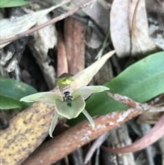 Chiloglottis x pescottiana (Bronze Bird Orchid) at Acton, ACT - 26 Sep 2021 by Tapirlord