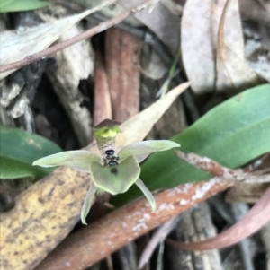 Chiloglottis x pescottiana at suppressed - suppressed