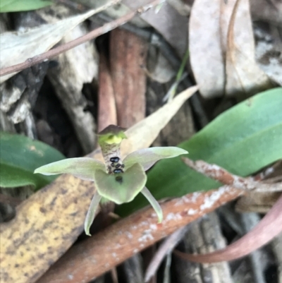 Chiloglottis x pescottiana (Bronze Bird Orchid) at Acton, ACT - 26 Sep 2021 by Tapirlord
