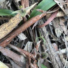 Chiloglottis x pescottiana at suppressed - suppressed