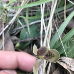 Chiloglottis x pescottiana (Bronze Bird Orchid) at Acton, ACT - 26 Sep 2021 by Tapirlord