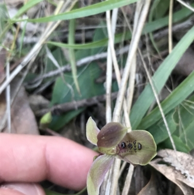 Chiloglottis x pescottiana (Bronze Bird Orchid) at ANBG South Annex - 26 Sep 2021 by Tapirlord