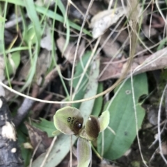 Chiloglottis x pescottiana at suppressed - 26 Sep 2021