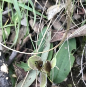 Chiloglottis x pescottiana at suppressed - 26 Sep 2021