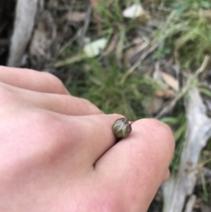 Brachyscome spathulata at Acton, ACT - 26 Sep 2021