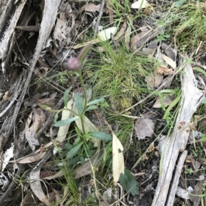 Brachyscome spathulata at Acton, ACT - 26 Sep 2021