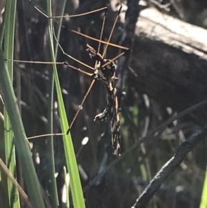 Ischnotoma (Ischnotoma) eburnea at Acton, ACT - 26 Sep 2021