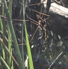 Ischnotoma (Ischnotoma) eburnea at Acton, ACT - 26 Sep 2021