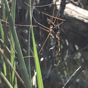 Ischnotoma (Ischnotoma) eburnea at Acton, ACT - 26 Sep 2021 03:38 PM