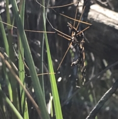 Ischnotoma (Ischnotoma) eburnea at Acton, ACT - 26 Sep 2021