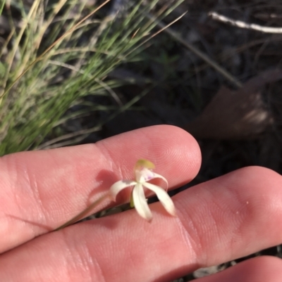 Caladenia ustulata (Brown Caps) at Acton, ACT - 26 Sep 2021 by Tapirlord