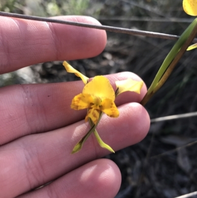 Diuris nigromontana (Black Mountain Leopard Orchid) at Acton, ACT - 26 Sep 2021 by Tapirlord