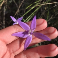 Glossodia major (Wax Lip Orchid) at ANBG South Annex - 26 Sep 2021 by Tapirlord